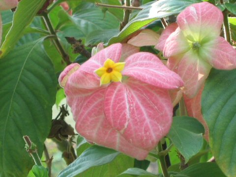 Mussaenda philippica