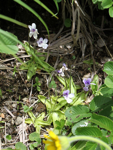 Pinguicula vulgaris var. macroceras