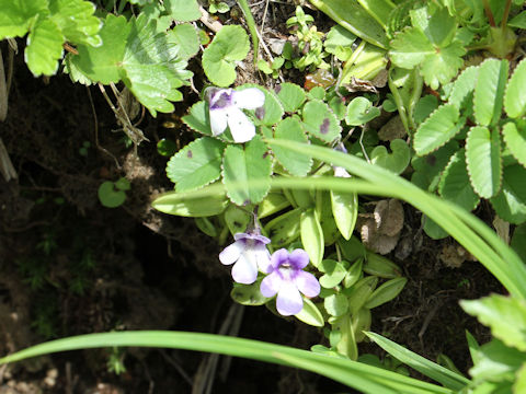 Pinguicula vulgaris var. macroceras