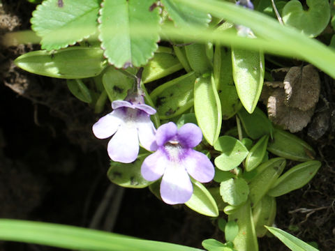 Pinguicula vulgaris var. macroceras