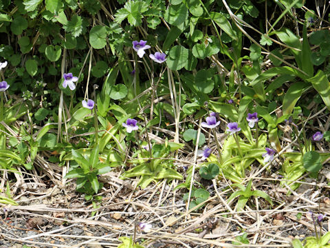 Pinguicula vulgaris var. macroceras