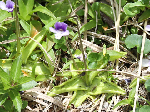 Pinguicula vulgaris var. macroceras