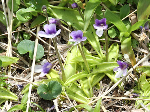 Pinguicula vulgaris var. macroceras