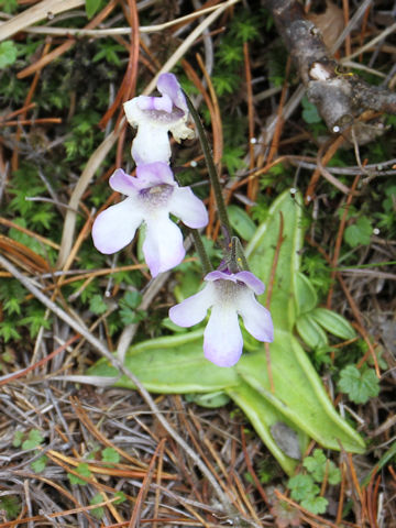 Pinguicula vulgaris var. macroceras