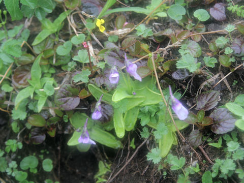 Pinguicula vulgaris var. macroceras