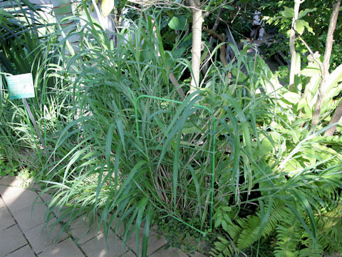 Miscanthus boninensis
