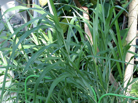 Miscanthus boninensis