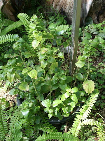 Scutellaria longituba