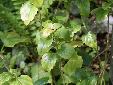 Scutellaria longituba
