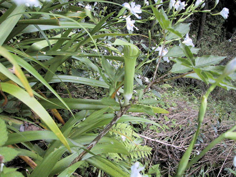 Arisaema yamatense