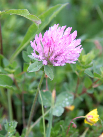 Trifolium pratense