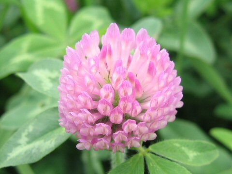 Trifolium pratense