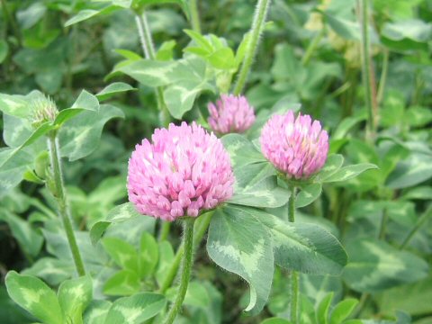 Trifolium pratense