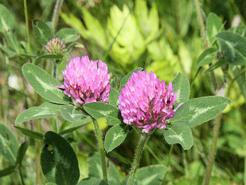 Trifolium pratense