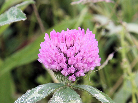 Trifolium pratense