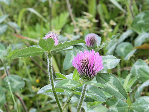 Trifolium pratense