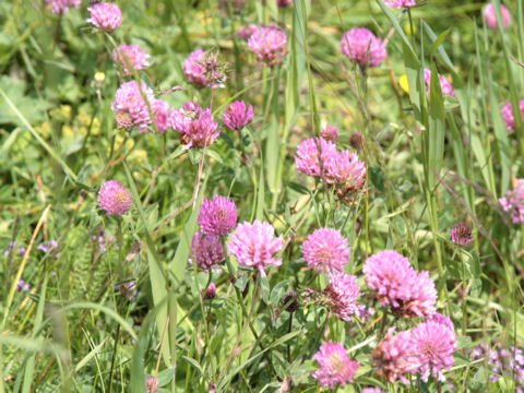 Trifolium pratense