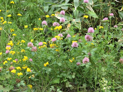 Trifolium pratense