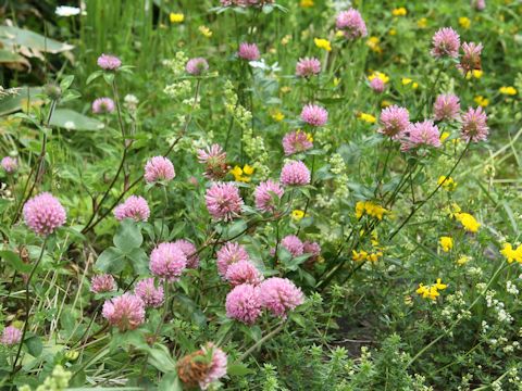 Trifolium pratense