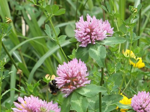 Trifolium pratense