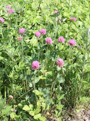 Trifolium pratense