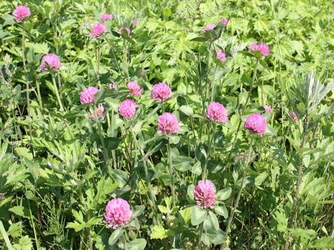 Trifolium pratense