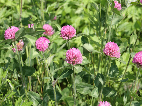 Trifolium pratense