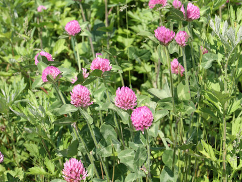 Trifolium pratense