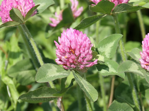 Trifolium pratense