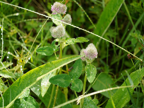 Trifolium pratense