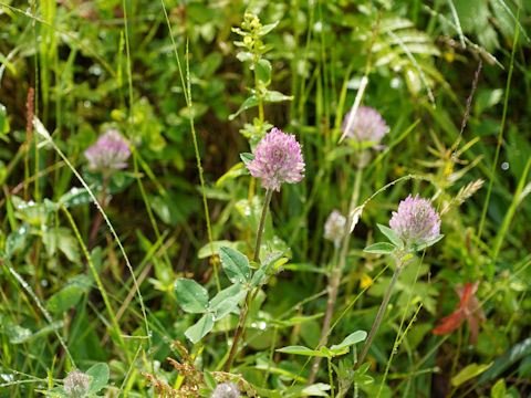 Trifolium pratense