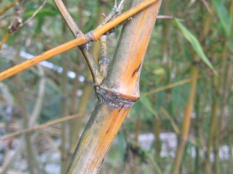 Phyllostachys bambusoides f. geniculata