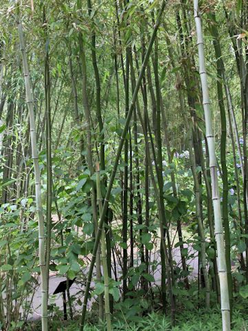 Phyllostachys bambusoides f. geniculata