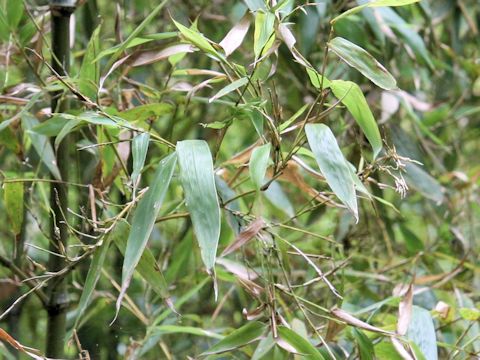 Phyllostachys bambusoides f. geniculata