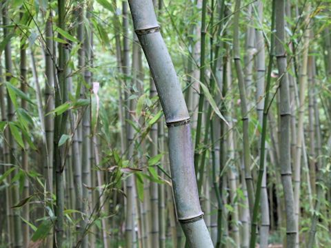 Phyllostachys bambusoides f. geniculata