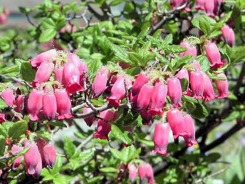 Menziesia multiflora var. purpurea