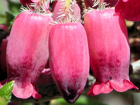 Menziesia multiflora var. purpurea