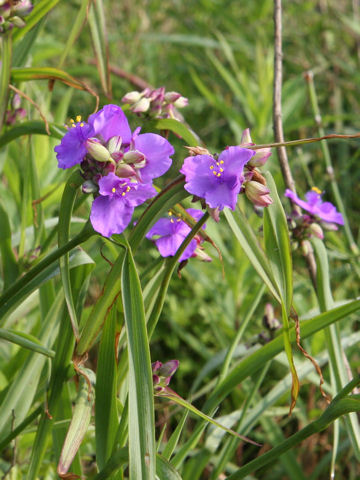 Tradescantia sp.