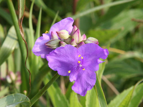 Tradescantia sp.