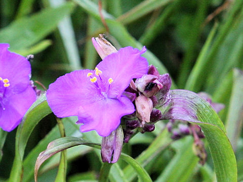 Tradescantia sp.