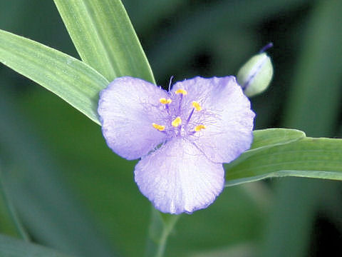 Tradescantia sp.