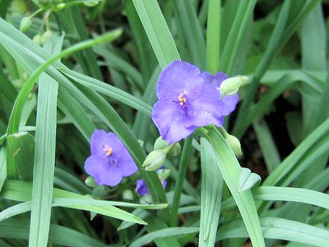 Tradescantia sp.