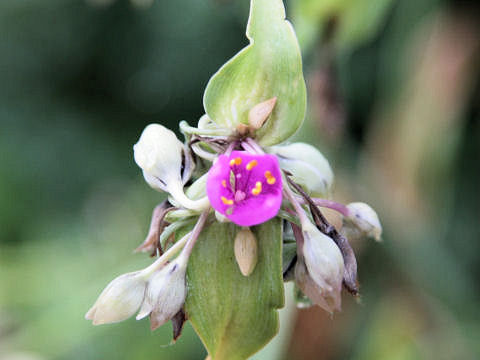 Tradescantia sp.