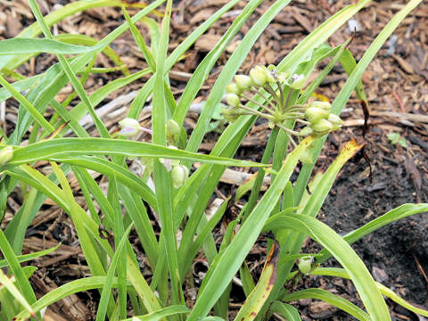 Tradescantia cv. Little Doll