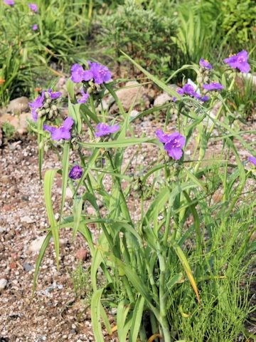 Tradescantia sp.