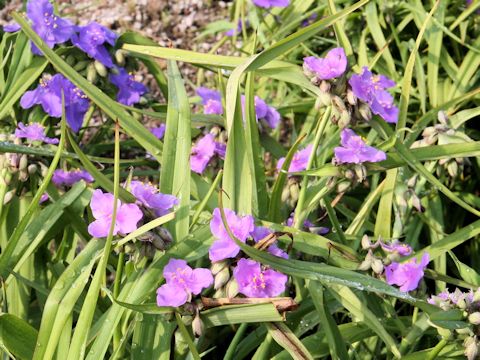 Tradescantia sp.