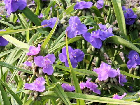 Tradescantia sp.