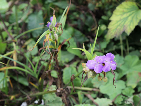 Tradescantia sp.