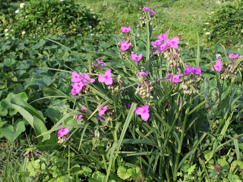 Tradescantia sp.