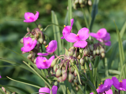 Tradescantia sp.